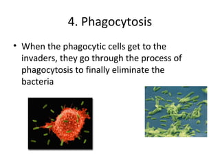 4. Phagocytosis
• When the phagocytic cells get to the
invaders, they go through the process of
phagocytosis to finally eliminate the
bacteria
 