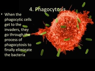 4. Phagocytosis
• When the
phagocytic cells
get to the
invaders, they
go through the
process of
phagocytosis to
finally eliminate
the bacteria
 