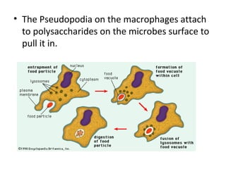 • The Pseudopodia on the macrophages attach
to polysaccharides on the microbes surface to
pull it in.
 