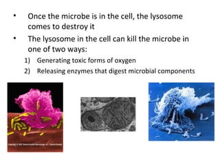 • Once the microbe is in the cell, the lysosome
comes to destroy it
• The lysosome in the cell can kill the microbe in
one of two ways:
1) Generating toxic forms of oxygen
2) Releasing enzymes that digest microbial components
 