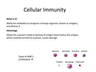 Cellular Immunity
What is it?
Ability for antibodies to recognize a foreign organism, known as antigens,
and destroy it
Advantage
Allows for a person’s body to destroy of antigen faster before the antigen,
which could be harmful to a person, causes damage
Types of WBC’s
(antibodies) 
 