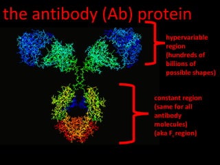 the antibody (Ab) protein
hypervariable
region
(hundreds of
billions of
possible shapes)
constant region
(same for all
antibody
molecules)
(aka Fc region)
 