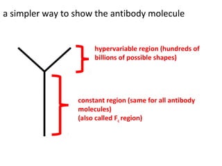 a simpler way to show the antibody molecule
hypervariable region (hundreds of
billions of possible shapes)
constant region (same for all antibody
molecules)
(also called Fc region)
 