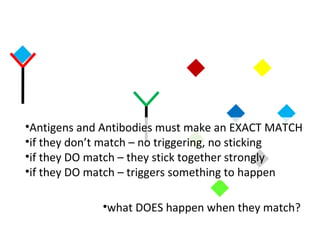 •Antigens and Antibodies must make an EXACT MATCH
•if they don’t match – no triggering, no sticking
•if they DO match – they stick together strongly
•if they DO match – triggers something to happen
•what DOES happen when they match?
 