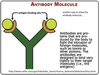 http://www.nwfsc.noaa.gov/hab/habs_toxins/marine_biotoxins/detection/elisa.html
another way to show the
antibody molecule...
 