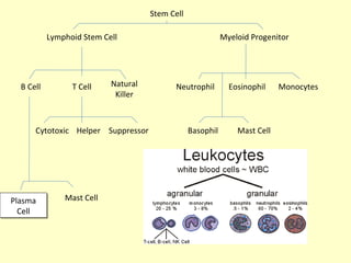 Stem Cell
Lymphoid Stem Cell Myeloid Progenitor
B Cell T Cell Natural
Killer
Neutrophil Eosinophil Monocytes
Basophil Mast Cell
Plasma
Cell
Plasma
Cell
Mast Cell
Cytotoxic Helper Suppressor
 