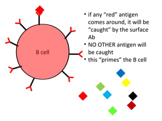 B cell
• if any “red” antigen
comes around, it will be
“caught” by the surface
Ab
• NO OTHER antigen will
be caught
• this “primes” the B cell
 