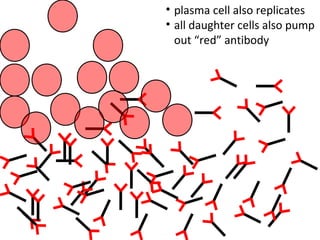 • plasma cell also replicates
• all daughter cells also pump
out “red” antibody
 