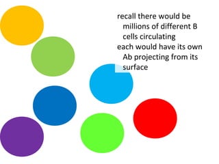 recall there would be
millions of different B
cells circulating
each would have its own
Ab projecting from its
surface
 
