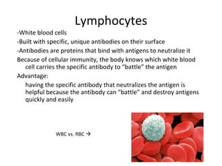Lymphocytes
-White blood cells
-Built with specific, unique antibodies on their surface
-Antibodies are proteins that bind with antigens to neutralize it
Because of cellular immunity, the body knows which white blood
cell carries the specific antibody to “battle” the antigen
Advantage:
having the specific antibody that neutralizes the antigen is
helpful because the antibody can “battle” and destroy antigens
quickly and easily
WBC vs. RBC 
 