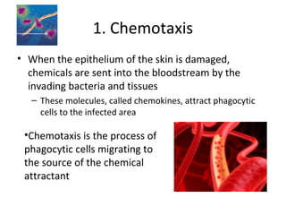 1. Chemotaxis
• When the epithelium of the skin is damaged,
chemicals are sent into the bloodstream by the
invading bacteria and tissues
– These molecules, called chemokines, attract phagocytic
cells to the infected area
•Chemotaxis is the process of
phagocytic cells migrating to
the source of the chemical
attractant
 