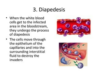 3. Diapedesis
• When the white blood
cells get to the infected
area in the bloodstream,
they undergo the process
of diapedesis
• The cells move through
the epithelium of the
capillaries and into the
surrounding interstitial
fluid to destroy the
invaders
 
