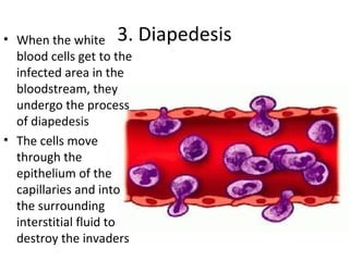 3. Diapedesis• When the white
blood cells get to the
infected area in the
bloodstream, they
undergo the process
of diapedesis
• The cells move
through the
epithelium of the
capillaries and into
the surrounding
interstitial fluid to
destroy the invaders
 