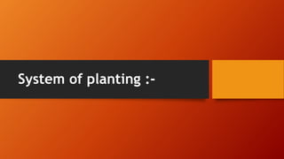 System of planting :-
 