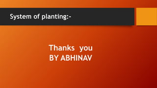 System of planting:-
Thanks you
BY ABHINAV
 