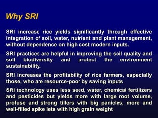 Increase Rice System of rice intensification status, issues and future research ...