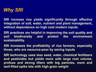 SRI increase rice yields significantly through effective
integration of soil, water, nutrient and plant management,
withou...
