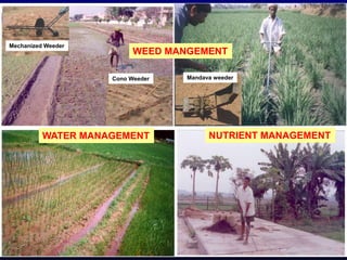 Mechanized Weeder
Cono Weeder Mandava weeder
WEED MANGEMENT
WATER MANAGEMENT NUTRIENT MANAGEMENT
 