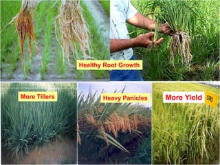 Healthy Root Growth
More Tillers Heavy Panicles More Yield
 
