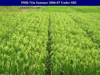 System of rice intensification status, issues and future research strategies