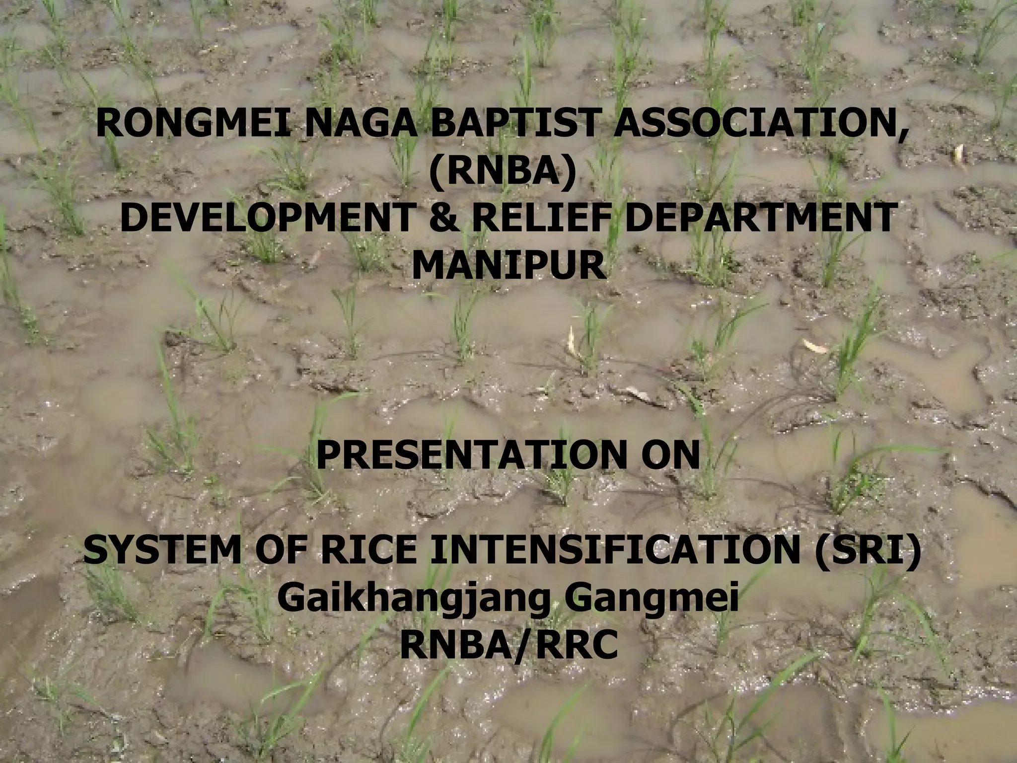 System of rice intensification in manipur, india | PPT