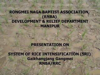 RONGMEI NAGA BAPTIST ASSOCIATION,
             (RNBA)
 DEVELOPMENT & RELIEF DEPARTMENT
            MANIPUR



         PRESENTATION ON

SYSTEM OF RICE INTENSIFICATION (SRI)
        Gaikhangjang Gangmei
             RNBA/RRC
 