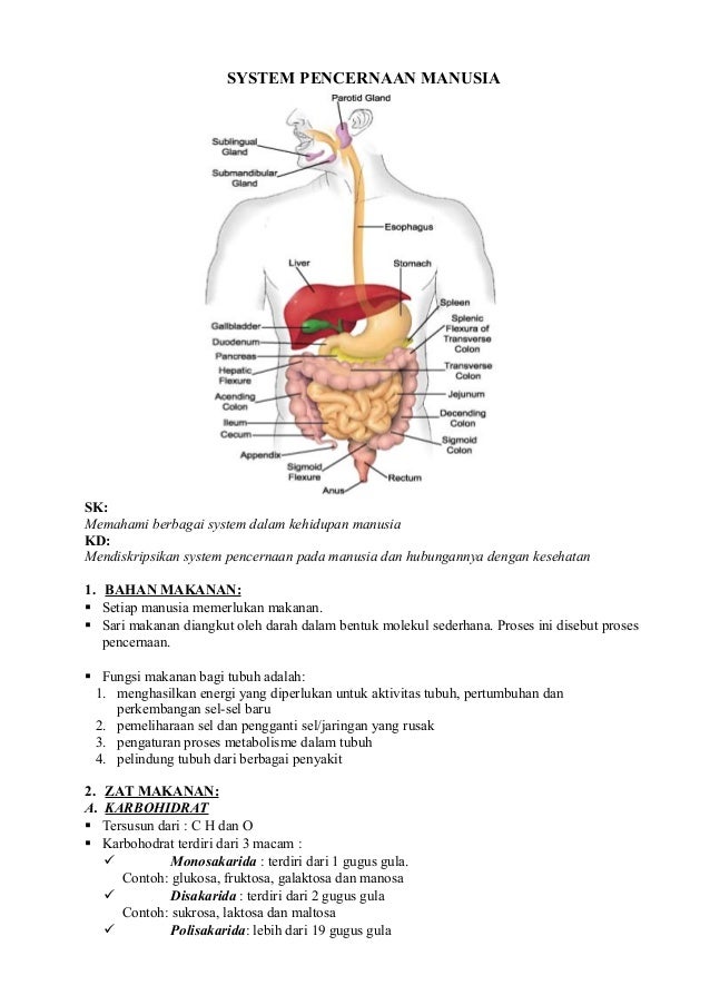 System pencernaan manusia