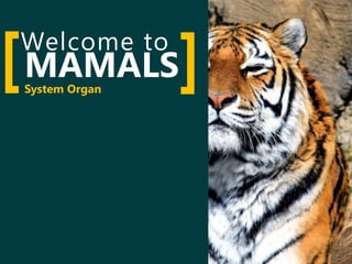 Welcome to
[ ]System Organ
MAMALS
 