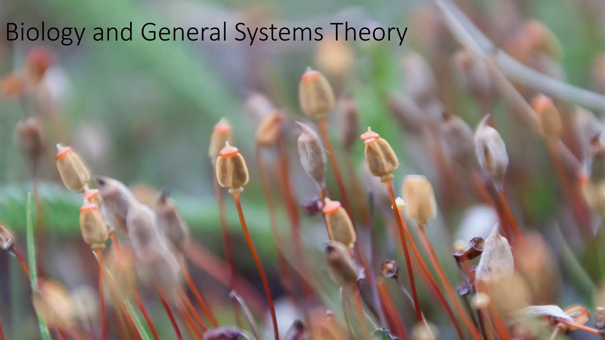 Biology and General Systems Theory