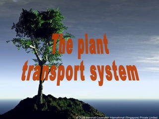 The plant  transport system © 2009 Marshall Cavendish International (Singapore) Private Limited 