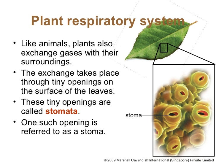 Image result for plant respiratory system