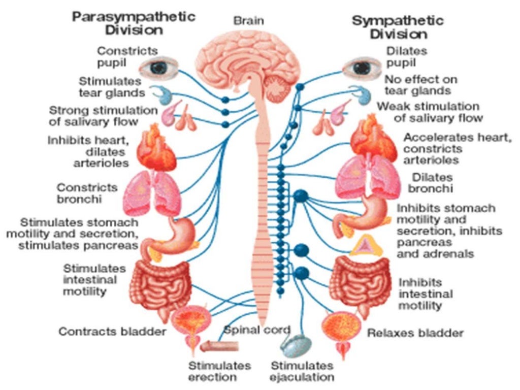 [BIO102] Control and Integration (Nervous and Endocrine Systems)