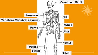 Comprehensive Overview of the Musculoskeletal System and Its Functions ...