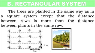 Systems of Planting-Agricrop Production.pptx