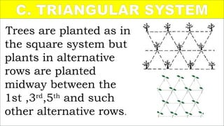 Systems of Planting-Agricrop Production.pptx