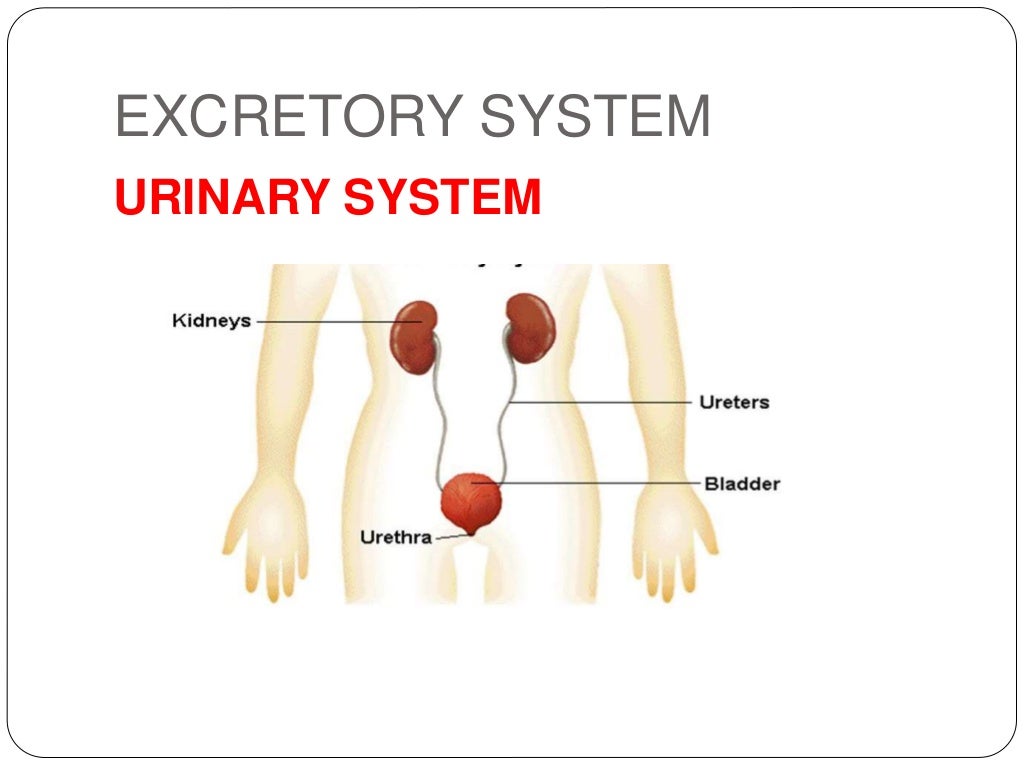 Systems of the nutrition circulatory and excretory system