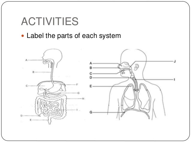 30 Activity Label The Respiratory System Labels Database