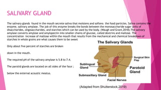 SALIVARY GLAND
The salivary glands found in the mouth secrete saliva that moistens and softens the food particles. Saliva contains the
enzyme, salivary amylase. The job of this enzyme breaks the bonds between the monosaccharide sugar units of
disaccharides, oligosaccharides, and starches which can be used by the body. (Waugh and Grant,2018).The salivary
amylase converts amylose and amylopectin into smaller chains of glucose, called dextrins and maltose. The
concentration increase of maltose within the mouth that results from the mechanical and chemical breakdown of
starches in whole grains are what causes them to be sweet.
Only about five percent of starches are broken
down in the mouth.
The required pH of the salivary amylase is 5.8 to 7.4.
The parotid glands are located on all sides of the face ;
below the external acoustic meatus.
(Adapted from Shutterstock,2019)
 