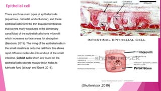 Epithelial cell
There are three main types of epithelial cells
(squamous, cuboidal, and columnar), and these
epithelial cells form the thin tissues/membranes
that covers many structures in the alimentary
canal.Most of the epithelial cells have microvilli
which increases surface areas for absorption
(Bandoim, 2019). The lining of the epithelial cells in
the small intestine is only one cell thick this allows
rapid diffusion molecules into and out of the small
intestine. Goblet cells which are found on the
epithelial cells secrete mucus which helps to
lubricate food (Waugh and Grant ,2018).
(Shutterstock ,2019)
microvilli
Peroxisome
 