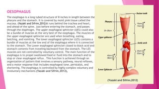 OESOPHAGUS
The esophagus is a long tubed structure of 8 inches in length between the
pharynx and the stomach. It is covered by moist pink tissue called the
mucosa. (Yazaki and Sifrim,2012)It runs behind the trachea and heart,
and ahead of the spine. Just before entering the stomach, and passes
through the diaphragm. The upper esophageal sphincter (UES) could also
be a bundle of muscles at the very best of the esophagus. The muscles of
the upper esophageal sphincter are used when breathing, eating,
belching, and vomiting. The lower esophageal sphincter (LES) contains a
bundle of muscles at the low end of the esophagus where it is connected
to the stomach. The Lower esophageal sphincter closed to block acid and
stomach contents from traveling backward from the stomach. The LES
muscles are not controlled by voluntary control. The main function of the
esophagus is to propel swallowed food or fluid into the stomach and to
stop or clear esophageal reflux . This function is achieved through an
organization of pattern that involves a sensory pathway, neural reflexes,
and a motor response that includes esophageal tone, peristalsis, and
shortening. The esophagus is controlled by highly complex voluntary and
involuntary mechanisms (Yazaki and Sifrim,2012),
(Yazaki and Sifrim,2012)
 