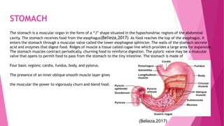 STOMACH
The stomach is a muscular organ in the form of a “J” shape situated in the hypochondriac regions of the abdominal
cavity. The stomach receives food from the esophagus(Belieza,2017) As food reaches the top of the esophagus, it
enters the stomach through a muscular valve called the lower esophageal sphincter. The walls of the stomach secrete
acid and enzymes that digest food. Ridges of muscle a tissue called rugae line which provides a large area for expansion.
The stomach muscles contract periodically, churning food to reinforce digestion. The pyloric valve may be a muscular
valve that opens to permit food to pass from the stomach to the tiny intestine. The stomach is made of
Four basic regions; cardia, fundus, body, and pylorus.
The presence of an inner oblique smooth muscle layer gives
the muscular the power to vigorously churn and blend food.
(Belieza,2017)
 