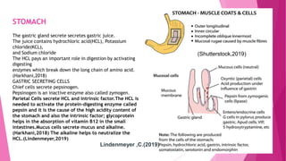 STOMACH
The gastric gland secrete secretes gastric juice.
The juice contains hydrochloric acid(HCL), Potassium
chloride(KCL),
and Sodium chloride
The HCL pays an important role in digestion by activating
digesting
enzymes which break down the long chain of amino acid.
(Harkhani,2018)
GASTRIC SECRETING CELLS
Chief cells secrete pepsinogen.
Pepsinogen is an inactive enzyme also called zymogen.
Parietal Cells secrete HCL and intrinsic factor.The HCL is
needed to activate the protein-digesting enzyme called
pepsin and it is the cause of the high acidity content of
the stomach and also the intrinsic factor; glycoprotein
helps in the absorption of vitamin B12 in the small
intestines.Mucus cells secrete mucus and alkaline.
(Harkhani,2018) The alkaline helps to neutralize the
HCL.(Lindenmeyer,2019)
Lindenmeyer ,C.(2019)
(Shutterstock,2019)
 