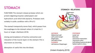 STOMACH
FUNCTIONS The stomach release protease which are
protein-digesting enzymes called pepsin and
hydrochloric acid which kills bacteria. Proteases work
suitably in acidic condition with a PH of 2
The stomach temporarily stores food, which passes from
the esophagus to the stomach where it is held for 2
hours or longer. (Harkhani,2018)
mixing and breakdown of food by contraction and
relaxation of the muscle layers in the stomach.This is
also known as churning.
Absorption of useful bits into the blood.
(Instant Anatomy,2018)
 