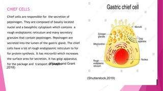 CHIEF CELLS
Chief cells are responsible for the secretion of
pepsinogen. They are composed of basally located
nuclei and a basophilic cytoplasm which contains a
rough endoplasmic reticulum and many secretory
granules that contain pepsinogen. Pepsinogen are
secreted into the lumen of the gastric gland. The chief
cells have a lot of rough endoplasmic reticulum to for
for protein synthesis. It has microvilli which increases
the surface area for secretion. It has golgi apparatus
for the package and transport of protein
(Waugh and Grant
,2018)
(Shutterstock,2019)
 
