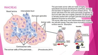 PANCREAS The pancreatic acinar cells are made of highly
specialized structures developed for synthesis, storage,
and secretion of digestive enzymes.(Instant,2012). The
acinar cell arises from the same pancreatic progenitor as
duct and islet cells and is tightly polarized. Its apical pole
is densely packed with zymogen granules that secrete
digestive enzymes by exocytosis.
The acinar cells have more mitochondria which supply
the cell with energy.They also have microvilli to increase
surface area for absorption.
The acinar cells of the pancreas . (Pressbooks,2017)
 