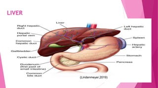 LIVER
(Lindenmeyer,2019)
 