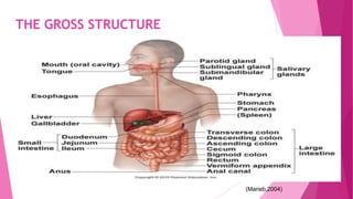 THE GROSS STRUCTURE
(Marieb,2004)
 