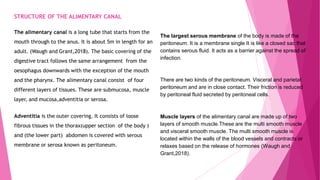 STRUCTURE OF THE ALIMENTARY CANAL
The alimentary canal is a long tube that starts from the
mouth through to the anus. It is about 5m in length for an
adult. (Waugh and Grant,2018). The basic covering of the
digestive tract follows the same arrangement from the
oesophagus downwards with the exception of the mouth
and the pharynx. The alimentary canal consist of four
different layers of tissues. These are submucosa, muscle
layer, and mucosa,adventitia or serosa.
Adventitia is the outer covering. It consists of loose
fibrous tissues in the thorax(upper section of the body )
and (the lower part) abdomen is covered with serous
membrane or serosa known as peritoneum.
The largest serous membrane of the body is made of the
peritoneum. It is a membrane single It is like a closed sac that
contains serous fluid. It acts as a barrier against the spread of
infection.
There are two kinds of the peritoneum. Visceral and parietal
peritoneum and are in close contact. Their friction is reduced
by peritoneal fluid secreted by peritoneal cells.
Muscle layers of the alimentary canal are made up of two
layers of smooth muscle.These are the multi smooth muscle
and visceral smooth muscle. The multi smooth muscle is
located within the walls of the blood vessels and contracts or
relaxes based on the release of hormones (Waugh and
Grant,2018).
 