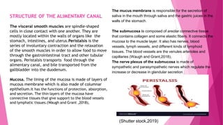 STRUCTURE OF THE ALIMENTARY CANAL
The visceral smooth muscles are spindle-shaped
cells in close contact with one another. They are
mostly located within the walls of organs like the
stomach, intestines, and uterus.Peristalsis is the
series of involuntary contraction and the relaxation
of the smooth muscles in order to allow food to move
through the gastrointestinal tract and other tubular
organs. Peristalsis transports food through the
alimentary canal, and bile transported from the
gallbladder into the duodenum.
Mucosa. The lining of the mucosa is made of layers of
mucous membrane which is also made of columnar
epithelium.It has the functions of protection, absorption,
and secretion. The thin layers of the mucosa have
connective tissues that give support to the blood vessels
and lymphatic tissues.(Waugh and Grant ,2018),
The mucus membrane is responsible for the secretion of
saliva in the mouth through saliva and the gastric juices in the
walls of the stomach.
The submucosa is composed of areolar connective tissue
that contains collagen and some elastic fibers. It connects the
mucosa to the muscle layer. It also has nerves, blood
vessels, lymph vessels, and different kinds of lymphoid
tissues. The blood vessels are the venules arterioles and
capillaries (Waugh and Grant,2018),
The nerve plexus of the submucosa is made of
sympathetic and parasympathetic nerves which regulate the
increase or decrease in glandular secretion
(Shutter stock,2019)
 