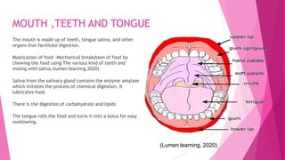 MOUTH ,TEETH AND TONGUE
The mouth is made up of teeth, tongue saliva, and other
organs that facilitate digestion.
Mastication of food -Mechanical breakdown of food by
chewing the food using The various kind of teeth and
mixing with saliva.(lumen learning,2020)
Saliva from the salivary gland contains the enzyme amylase
which initiates the process of chemical digestion. It
lubricates food.
There is the digestion of carbohydrate and lipids
The tongue rolls the food and turns it into a bolus for easy
swallowing.
(Lumen learning, 2020)
 
